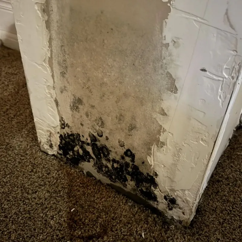 Professional Mold Removal in New Paris, OH